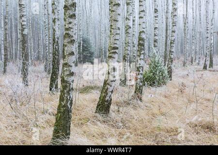 Frostige Birkenwald im Winter. Polnischen ländlichen Gegend. Nahaufnahme von Birke Bäume Stämme Stockfoto