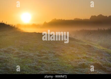 Schönen Sonnenaufgang über dem Nebel Meaodw. Ruhigen Landschaft fotografiert auf typische polnische Landschaft. Rasen und Pflanzen mit dewdro Stockfoto