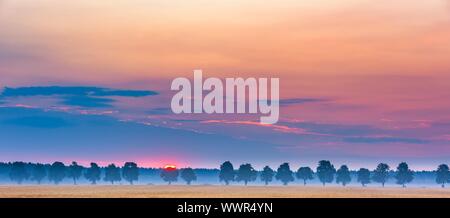 Sonnenaufgang über Maisfelder und fernen Bäume Gasse. Magische morgen auf polnischem Gebiet. Stockfoto