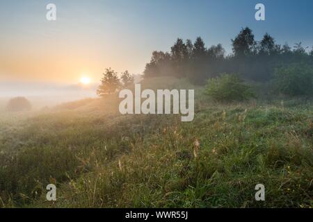 Schönen Sonnenaufgang über dem Nebel Meaodw. Ruhigen Landschaft fotografiert auf typische polnische Landschaft. Rasen und Pflanzen mit dewdro Stockfoto