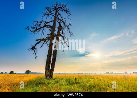 Sonnenaufgang über Maisfelder und fernen Bäume Gasse. Magische morgen auf polnischem Gebiet. Stockfoto