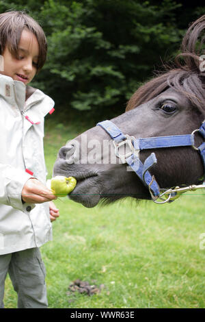 kleiner Junge Fütterung eines Pferdes Stockfoto