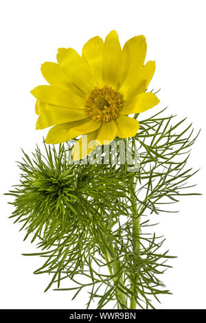 Blumen des Adonis, lat. Adonis Vernalis, isoliert auf weißem Hintergrund Stockfoto