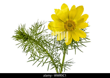 Blumen des Adonis, lat. Adonis Vernalis, isoliert auf weißem Hintergrund Stockfoto