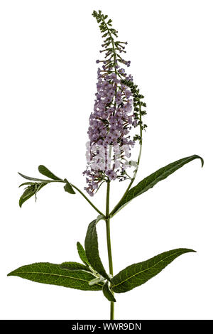 Blumen von Buddleja, lat. Buddleja Davidii, isoliert auf weißem Hintergrund Stockfoto