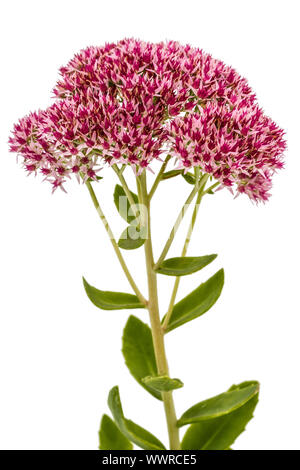 Blütenstand von Blumen Fetthenne close-up, lat. Sedum Spectabile, isoliert auf weißem Hintergrund Stockfoto