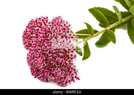 Blütenstand von Blumen Fetthenne close-up, lat. Sedum Spectabile, isoliert auf weißem Hintergrund Stockfoto