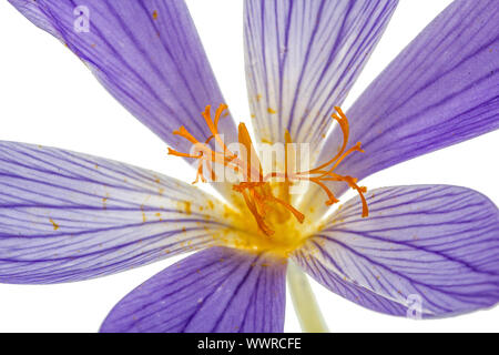 Stempel und Staubblätter des Blume Colchicum Makros, isoliert auf weißem Hintergrund Stockfoto