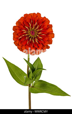 Rote Blume Zinnie (Lat. Zinnia), isoliert auf weißem Hintergrund Stockfoto