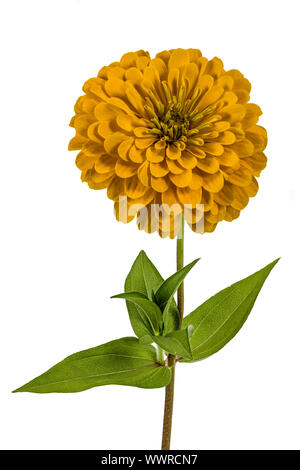 Gelbe Blume Zinnie (Lat. Zinnia), isoliert auf weißem Hintergrund Stockfoto