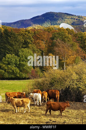 Ahr Hügel im Herbst mit cattels und Efflelsberg Radioteleskop, Bad Muenstereifel, Deutschland, Europa Stockfoto