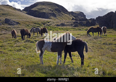 Isländischen Pferd, Islandpferd, Island Pony (Equus przewalskii f. caballus), wilde Pferde, Island Stockfoto