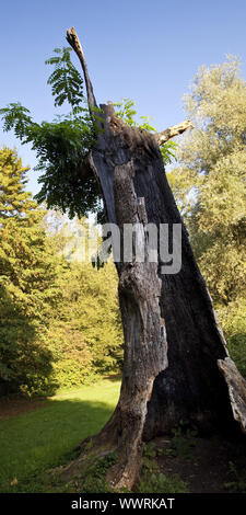 Gemeinsame Europäische Esche Esche (Fraxinus Exelsior), alte, fast toten Baum in einem Park, Odenthal, Deutschland Stockfoto