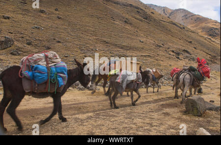 Maultiere auf der Spur in der Cordillera Huayhuash, Ancash, Peru Stockfoto