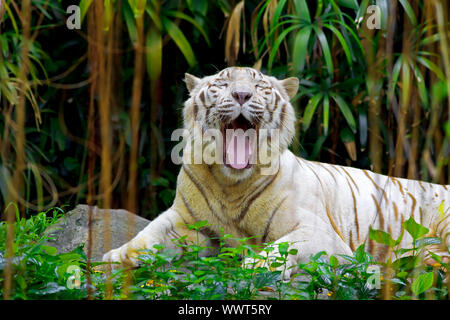 Weißer Tiger brüllen in einem tropischen Wald Stockfoto