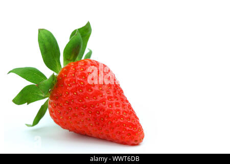Eine Erdbeere isoliert auf weißem Stockfoto