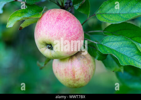 Finkenwerder Herbstprinz, Apple, alte Sorte, Deutschland, Europa Stockfoto