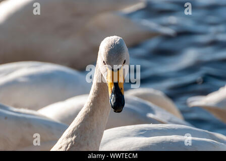 Singschwänen bei Martin bloße, Lancashire Stockfoto