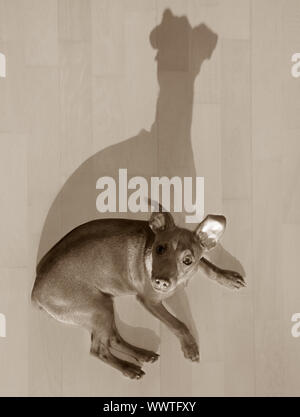 Hund mini Pinscher liegen auf Holzboden mit lustigen Schatten Sepia Farbe Stockfoto