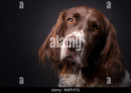 Schöner englischer Springer Spaniel, der mit seinen schönen Augen auf die Kamera schaut Stockfoto