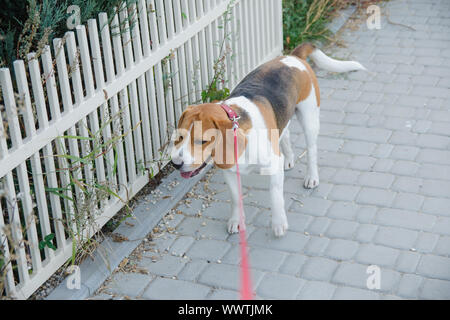 Beliebte beliebte beagle Hund steht auf einer Leine gebunden Stockfoto