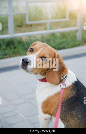 Beliebte beagle Hund steht auf einer Leine gebunden Stockfoto