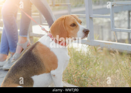 Beliebte Haustier beagle Hund sitzt an der Leine gebunden Stockfoto