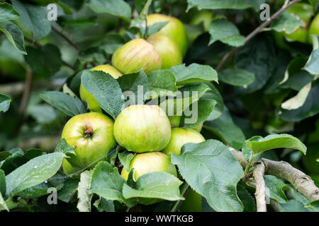 Malus Hilde, Apple, alte Sorte, in Deutschland, in Europa; Stockfoto