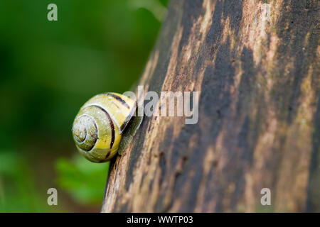 Gelb gestreifte Schnecke auf den Baum klettern Stockfoto