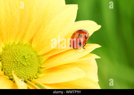 Marienkäfer auf gelbe Blume Makro Nahaufnahme Stockfoto