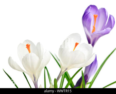 Weiß und lila Krokus Frühlingsblumen isoliert auf weißem Hintergrund Stockfoto