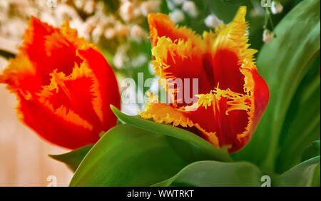 Zwei rote Tulpe mit gelben Rand auf die Blumen. Stockfoto