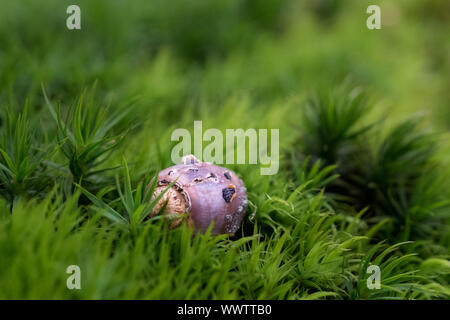 Detailansicht Waldbodel Acorn Stockfoto