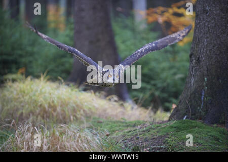 Uhu Stockfoto