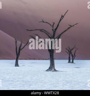 Tot Camelthorn Bäume und roten Dünen in Deadvlei, Sossusvlei, Namib-Naukluft-Nationalpark, Namibia Stockfoto