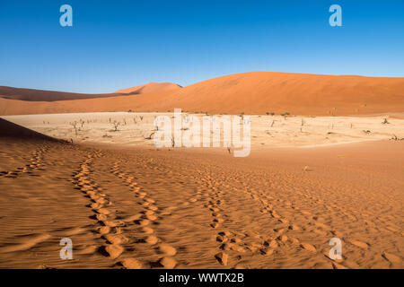 Tot Camelthorn Bäume und roten Dünen in Deadvlei, Sossusvlei, Namib-Naukluft-Nationalpark, Namibia Stockfoto