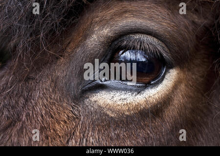 Auge eines Pferdes, inländische Pferd (Equus przewalskii f. caballus), Deutschland Stockfoto