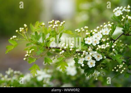 Grüne Natur und Blumen Stockfoto