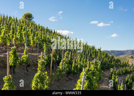 Weinberge und Reben in den Hügeln des Montsant County, Spanien Stockfoto