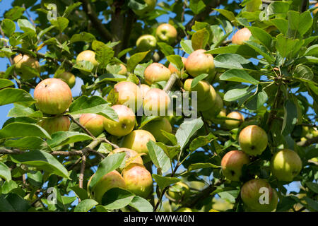 Topaz, Dessert apple, alte Sorte, Deutschland, Europa Stockfoto