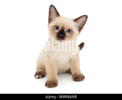 Kleine Siam Kitten auf weißem Hintergrund Stockfoto