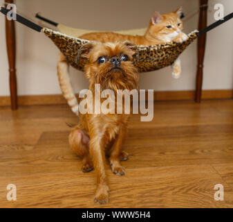 Hunderasse Brüsseler Griffon und eine Katze in der Hängematte Stockfoto