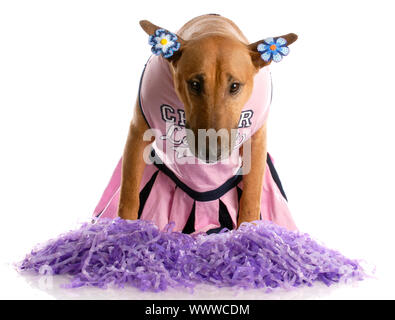 Bull Terrier verkleidet als Cheerleader auf weißem Hintergrund Stockfoto