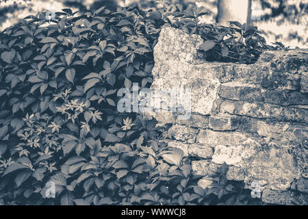 Alte vintage Foto. Wand Ziegel ivy verdrehte kopieren Kopieren spase Raum Stockfoto
