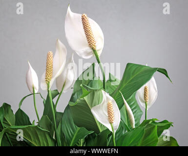 Blühende weiße Blumen spathiphyllum. Stockfoto