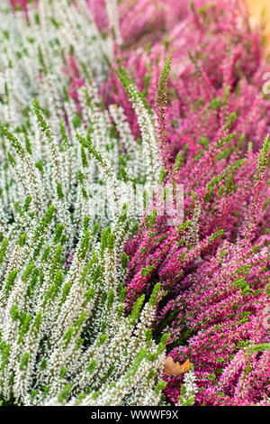 Zwei Farben weiß rosa blühenden Heidekraut vulgaris. Schöne Büsche mit kleinen Blüten, Heidekraut Calluna Blühen, halbiert Hintergrundbild vertikale Po Stockfoto