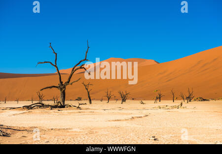 Tot Camelthorn Bäume und roten Dünen in Deadvlei, Sossusvlei, Namib-Naukluft-Nationalpark, Namibia Stockfoto