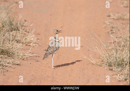 Zwei Bändern Renner (Rhinoptilus africanus) Stockfoto