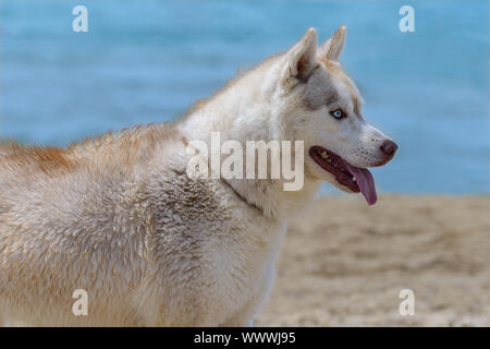 Husky Rasse Hund Stockfoto