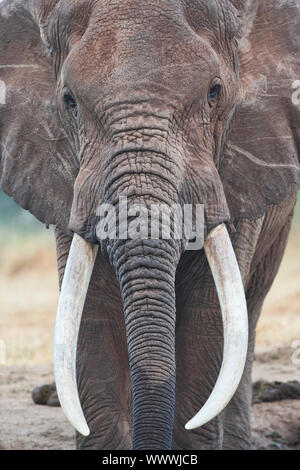 Afrikanischer Elefant (Loxodonta africana), Nahaufnahme der Gesicht zeigt Stamm und Stoßzähne. Stockfoto